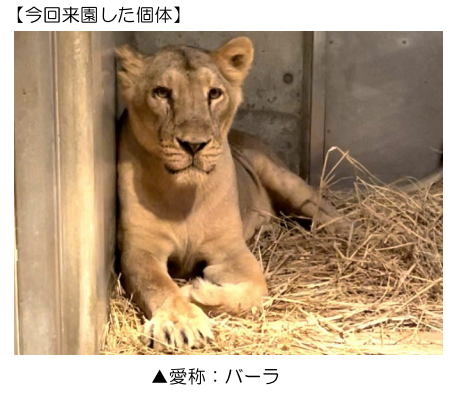 しばライオン 様 DX_vL4vVQAAUMwl.jpg
