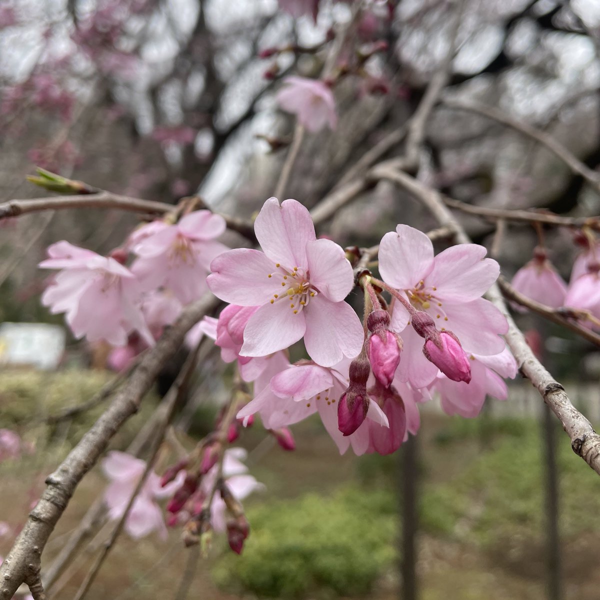 umeshio_desu's tweet image. 📣満開の予定だったよね

先週、寒空の中お花見に行った話をしています。花曇りと考えれば風流とも言えるかも。

花見の予定たてるの困難〜
#Radiotalk #あぶらうってこ
radiotalk.jp/talk/1151017