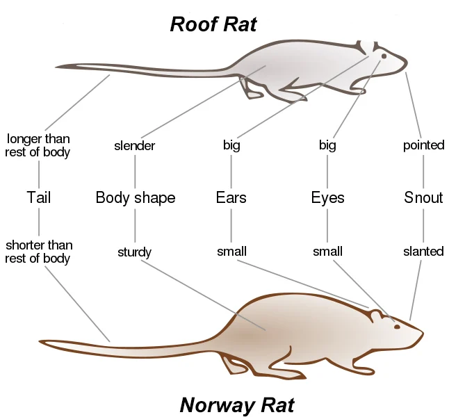 The_local_Ratt's tweet photo. Know your rats https://t.co/9boz7gnmlQ