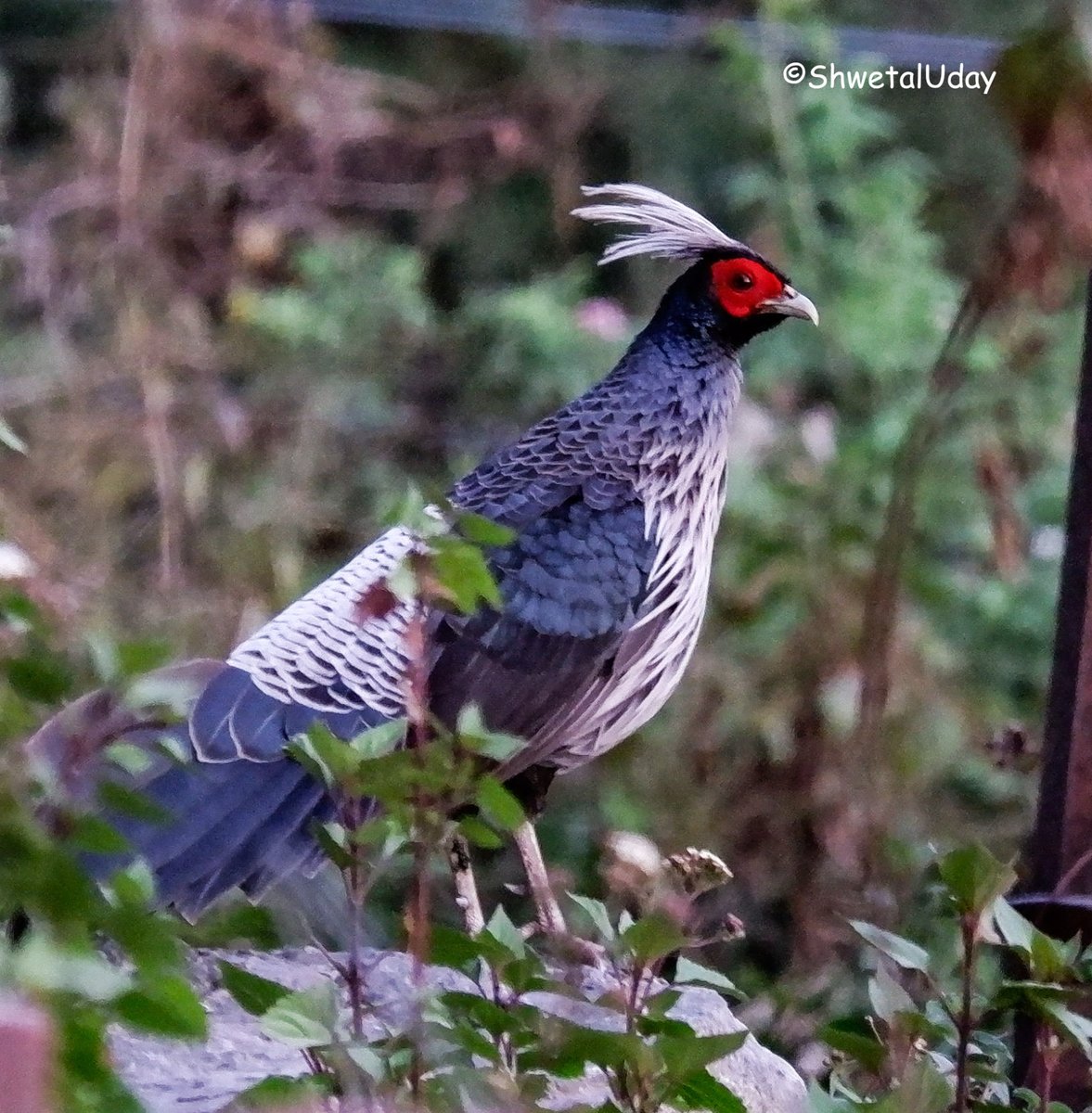 Kalij pheasant #uttrakhandtourism #uttrakhand #IndiAves #BBCWildlifePOTD #BirdsSeenIn2024 #birds #birding #TwitterNatureCommunity #birdphotography #photooftheday #fujifilm @NatGeoIndia @NatureIn_Focus @Advay_Advait