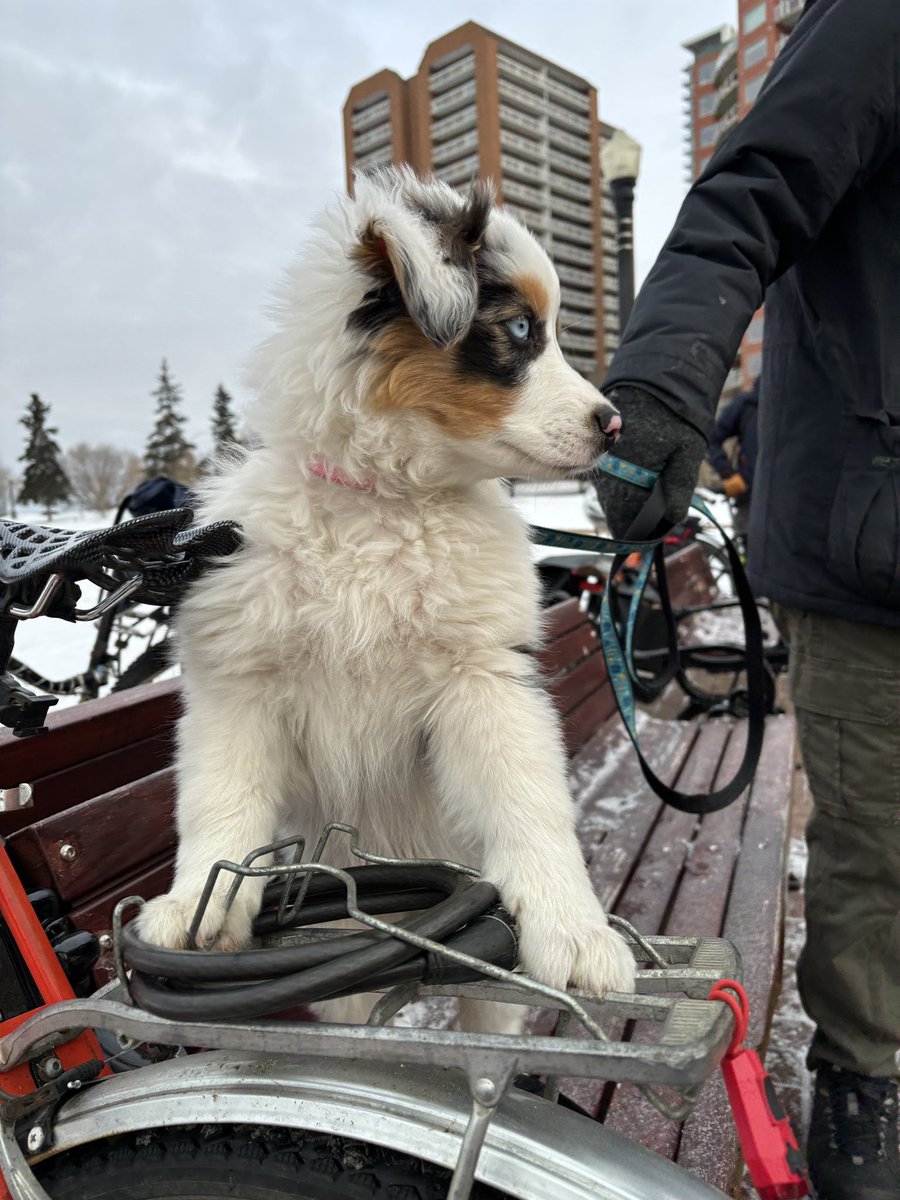 The star attraction at @coffee_outside. Caribou!