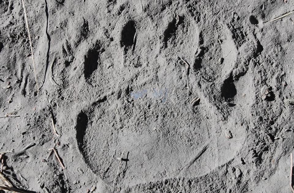 KayaDorjay's tweet photo. Brown bear Footprints at Pikdongla on the way from Dipling to Rangdum. https://t.co/A0ul77wwCH
