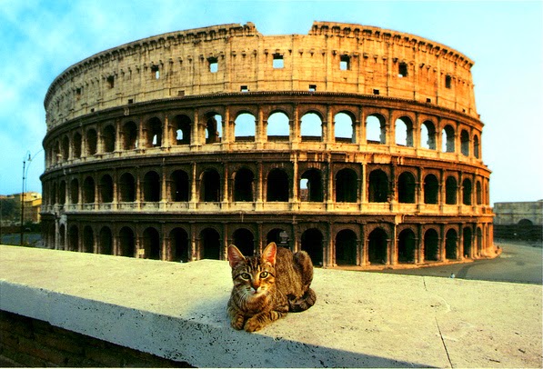 Roman guardians: the untold story of Rome’s 200+ Colosseum cats traveling-cats.com/2015/04/coloss…
