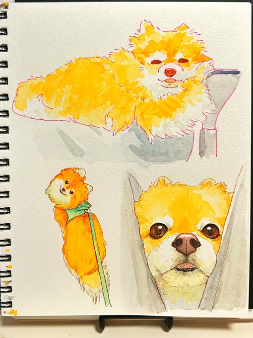 「shiba inu simple background」 illustration images(Latest)｜2pages