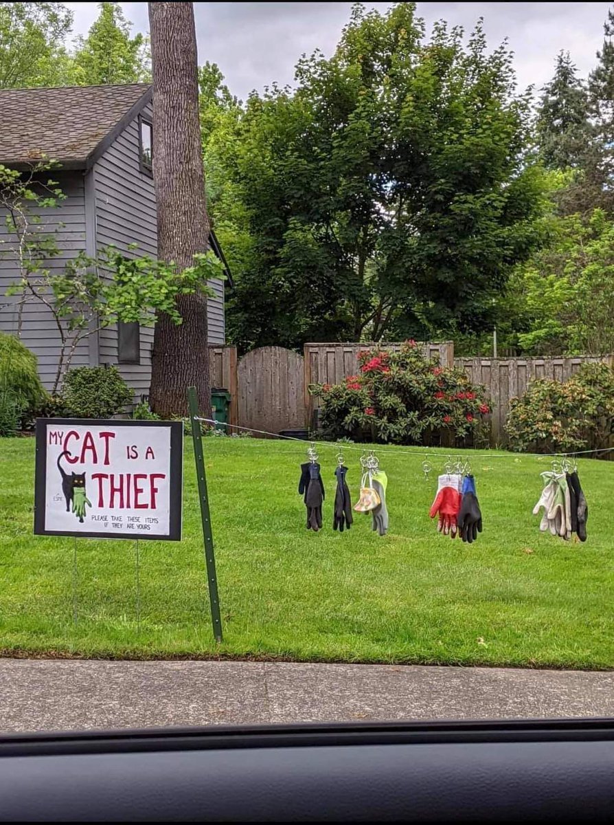 cat thief