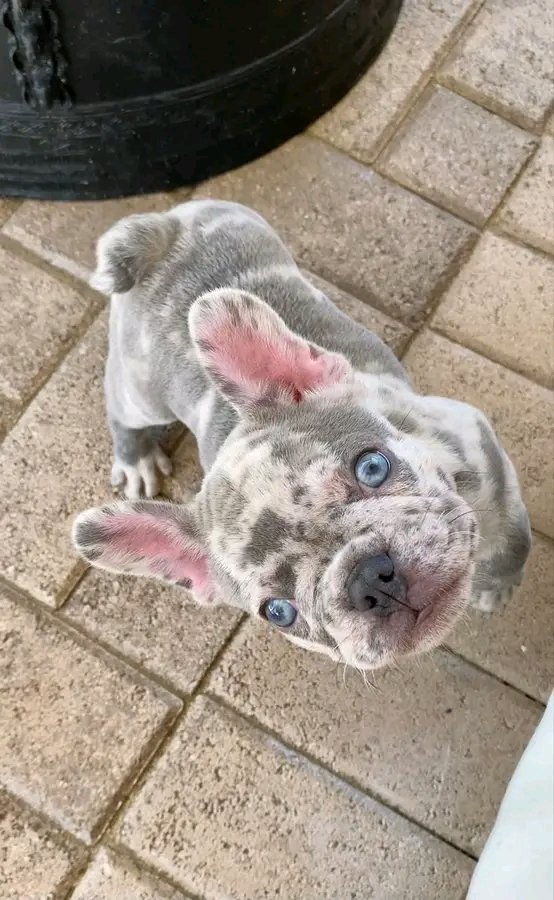 is he cute or not?? #Frenchbulldog #frenchielover