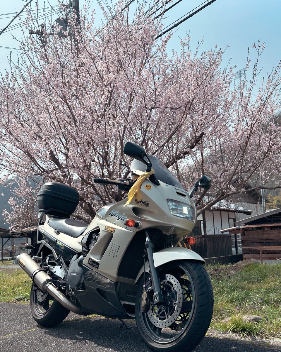 久しぶりに散歩。桜が咲きだして、春到来。

#gpz1100