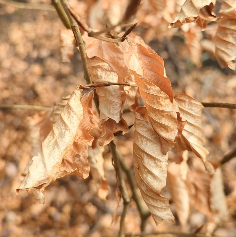 The palest of browns Curling, furling, delicate Hanging on 'til Spring #nature #haiku #saturdaystroll #mindfulness