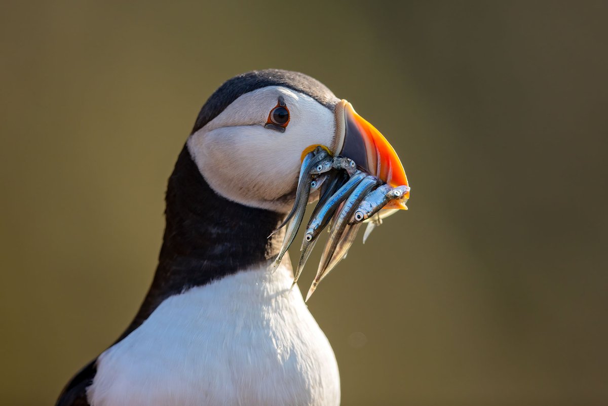 Our Puffin Count Competition closes tomorrow! Take a guess of how many puffins will be recorded on Skomer in 2024 to win a beautiful puffin print courtesy of Brian Matthews. Comment your guess on our pinned post - closest guess wins! @bwmphotoUK #Skomer #Puffin #Seabirds