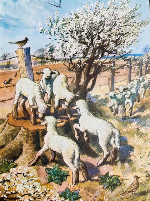 Happy Easter! Here's a lovely picture of gamboling spring lambs from the Ladybird book“What to Look for in Spring” illustrated by C.F. Tunnicliffe. 🐑 The Wonderful World of the Ladybird Book Artists is on display until 14 April.