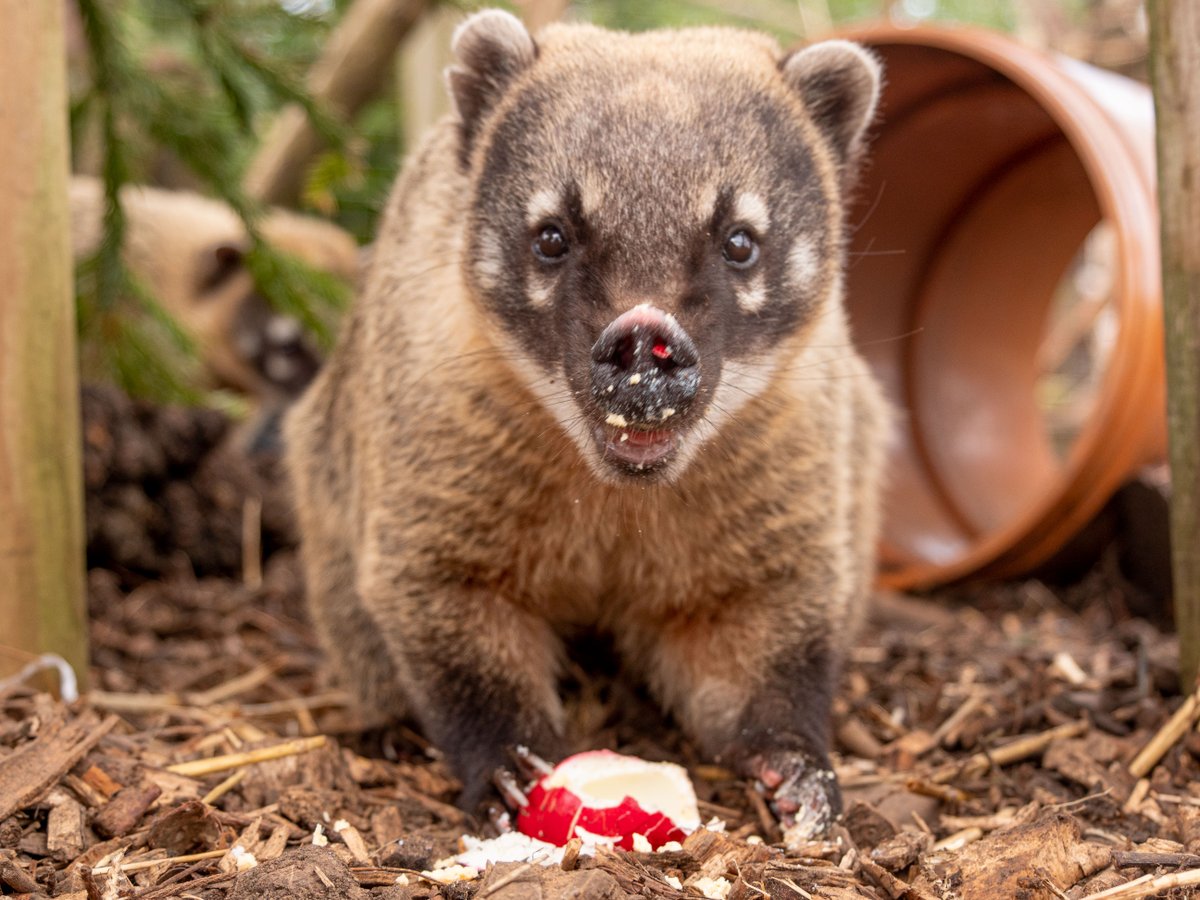 🐣 Visit Us This Easter 🐘 Are you in need of last minute plans for Easter Sunday and Bank Holiday Monday? WE'RE OPEN from 10.30am - 5pm 🎉 Don't miss out this Easter! BOOK NOW 👇 bit.ly/48keP7r #coati #easter #bankholiday #enrichment #fun #bristol