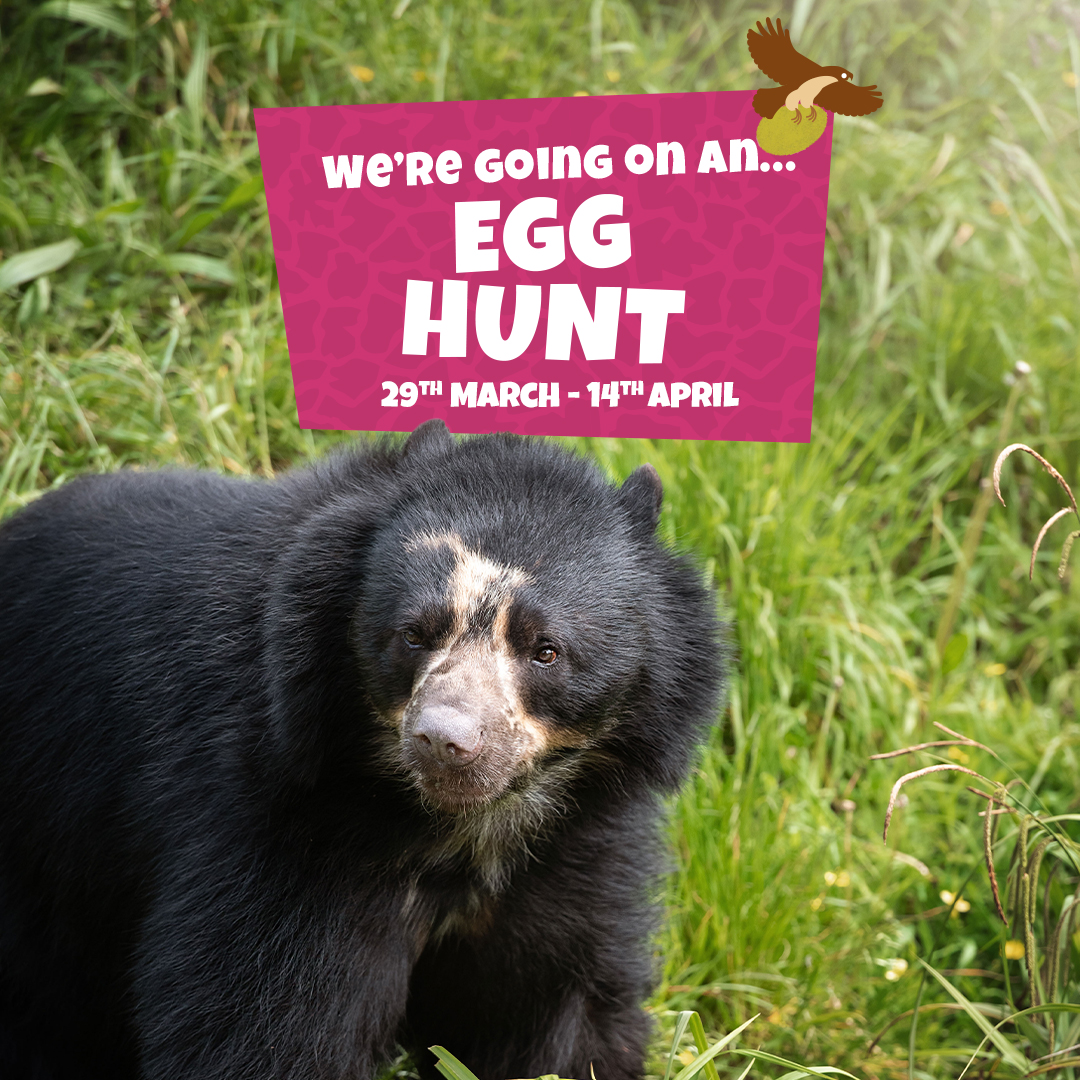 🐣 We're going on an egg hunt! Adventure through our foot safari to find six Andean bears holding giant eggs. Learn fascinating facts, sticker up your map, and grab a chocolate treat - all included with admission! 🤩 Get ready for a fun family day out: brnw.ch/21wImfK