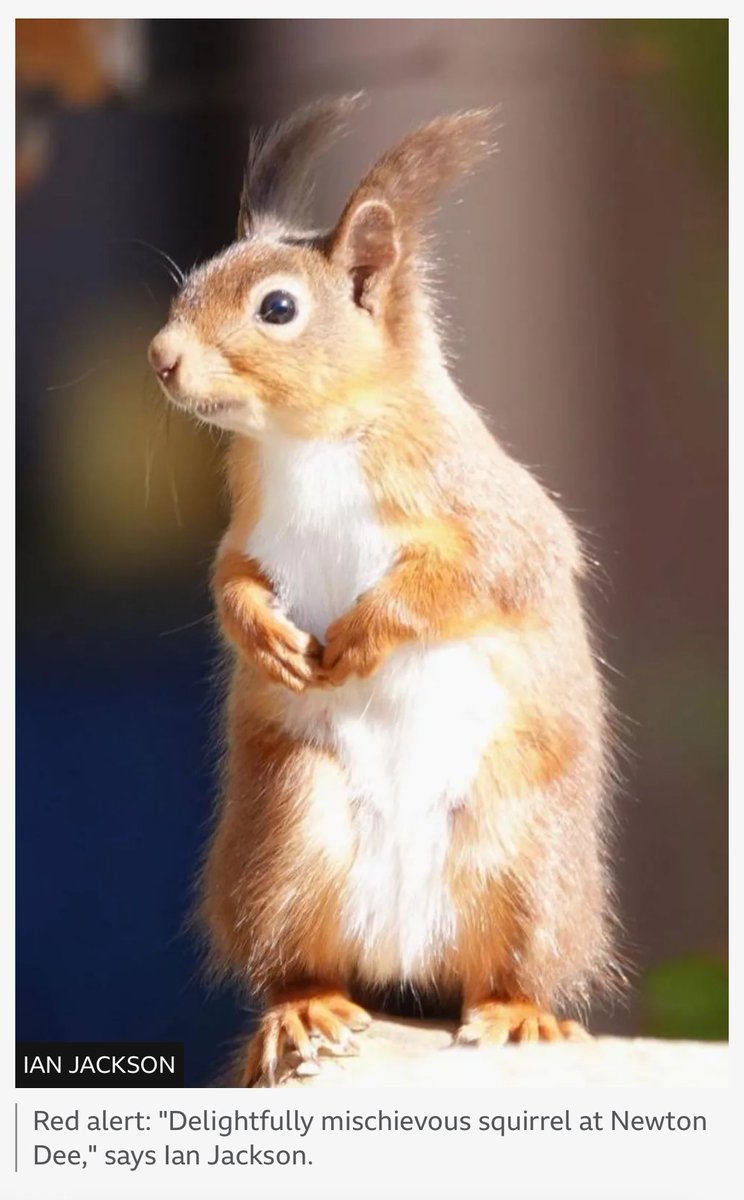 Our very own Ian Jackson has gotten one of his fantastic nature photos posted on the BBC ‘Your pictures of Scotland’

bbc.co.uk/news/articles/…
