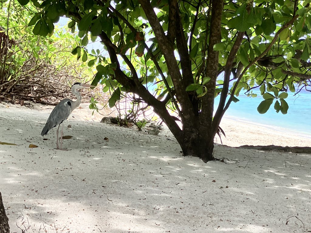 Look what I spotted here in the Maldives! #dentistswithherons