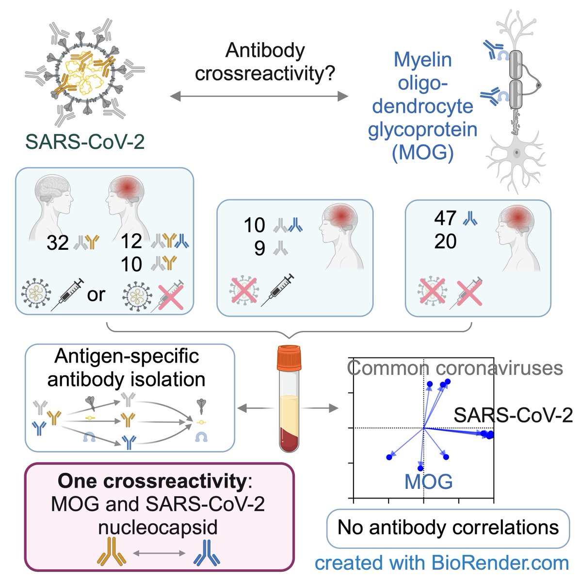 New study from our lab: Is there an immunological cross-reactivity of antibodies to the myelin oligodendrocyte glycoprotein and coronaviruses? academic.oup.com/braincomms/art…