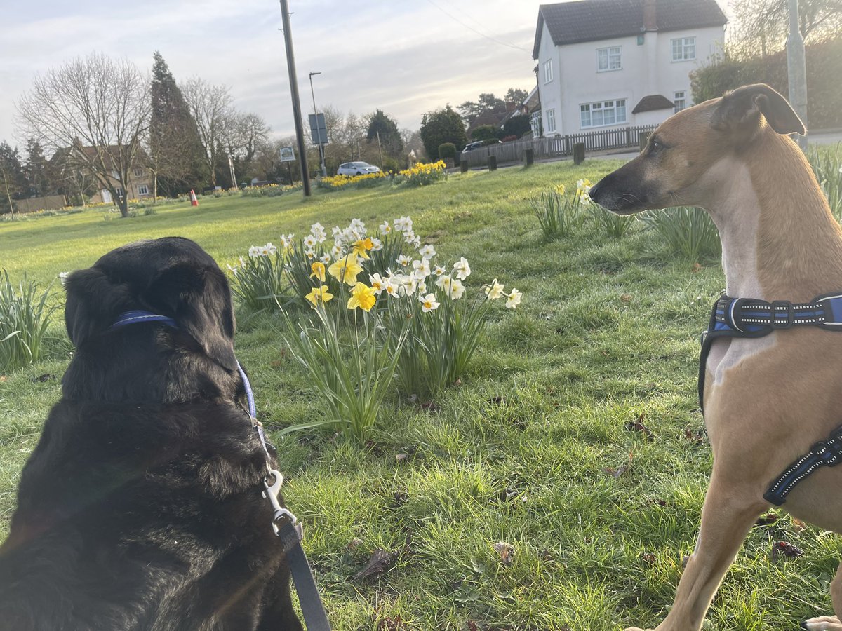 Very early morning walk to start 3 days off! Harvey is not allowed to wear a collar whilst recovering from surgery. Happy Easter weekend everyone 🐣