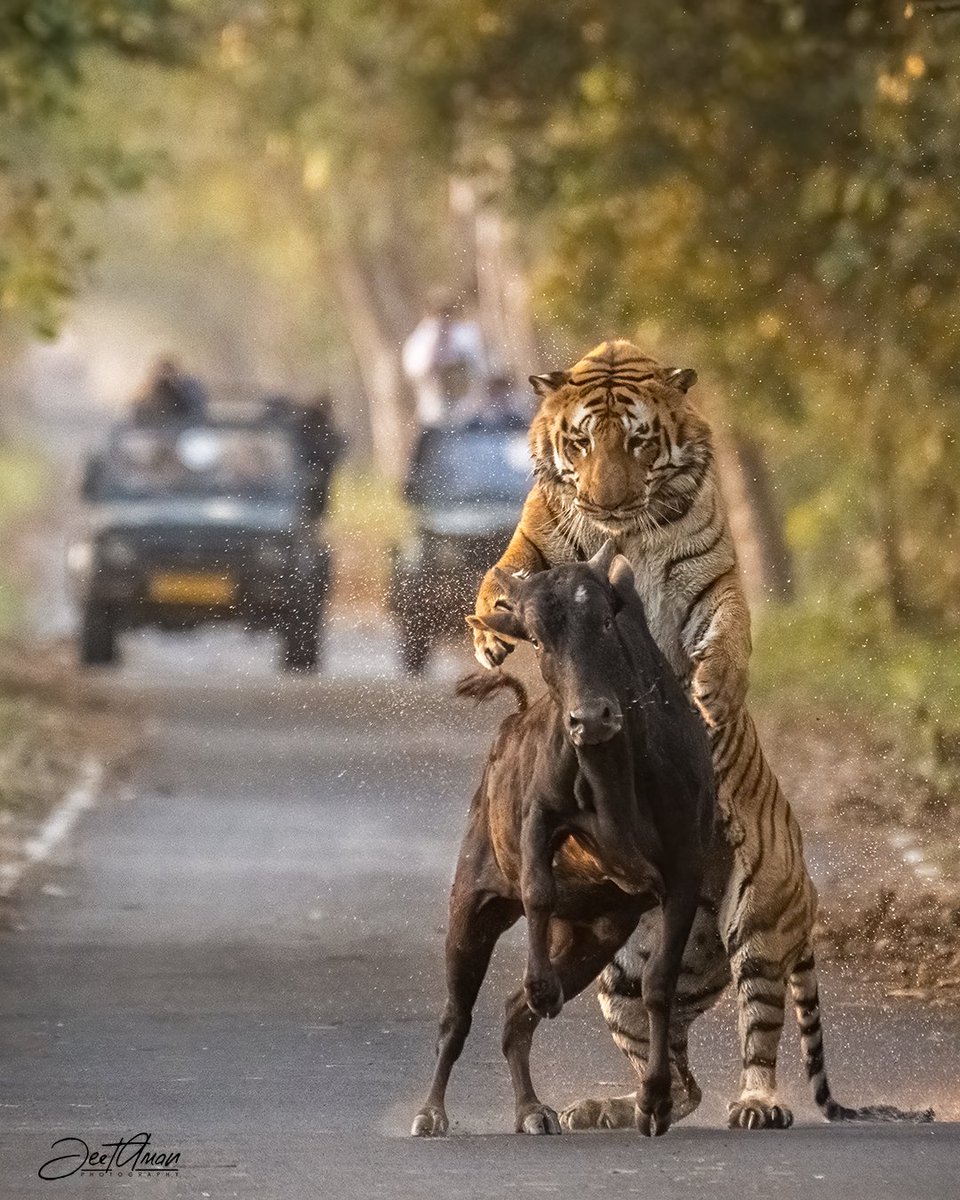 Male Tiger of Terai Forest in Pilibhit attacking a subadult bull strayed in the forest!! #Tigers #photooftheday #photography #NaturePhotography #wildearth #wildlife #wildlifephotography @NatGeoPhotos @WildlifeMag @ThePhotoChallng @ThePhotoHour @30DaysWild @Team4Nature @NikonIndia