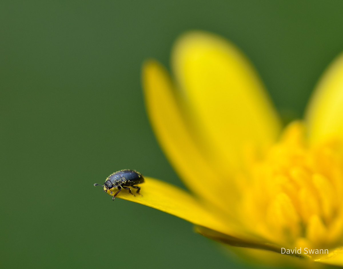 Lesser Celandine with tiny beetle. @Natures_Voice @NorthYorkMoors @YorksWildlife @WoodlandTrust @ThePhotoHour @MacroHour @CUPOTYawards @wildflower_hour @BSBIbotany