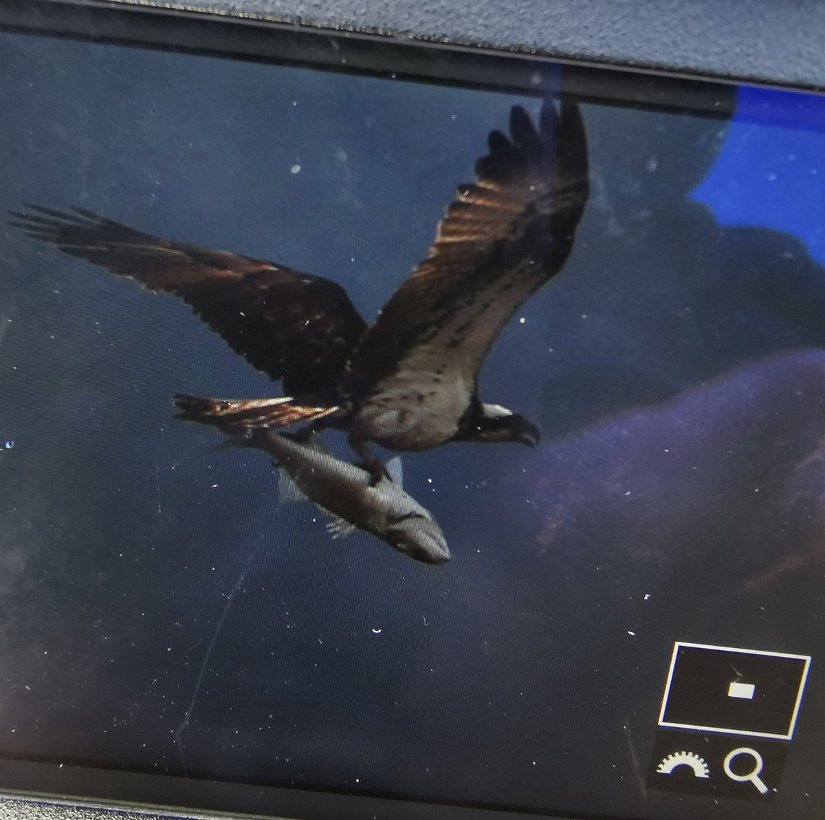 @harbourbirds @DorsetBirdClub @kayakpoole Beaky with breakfast