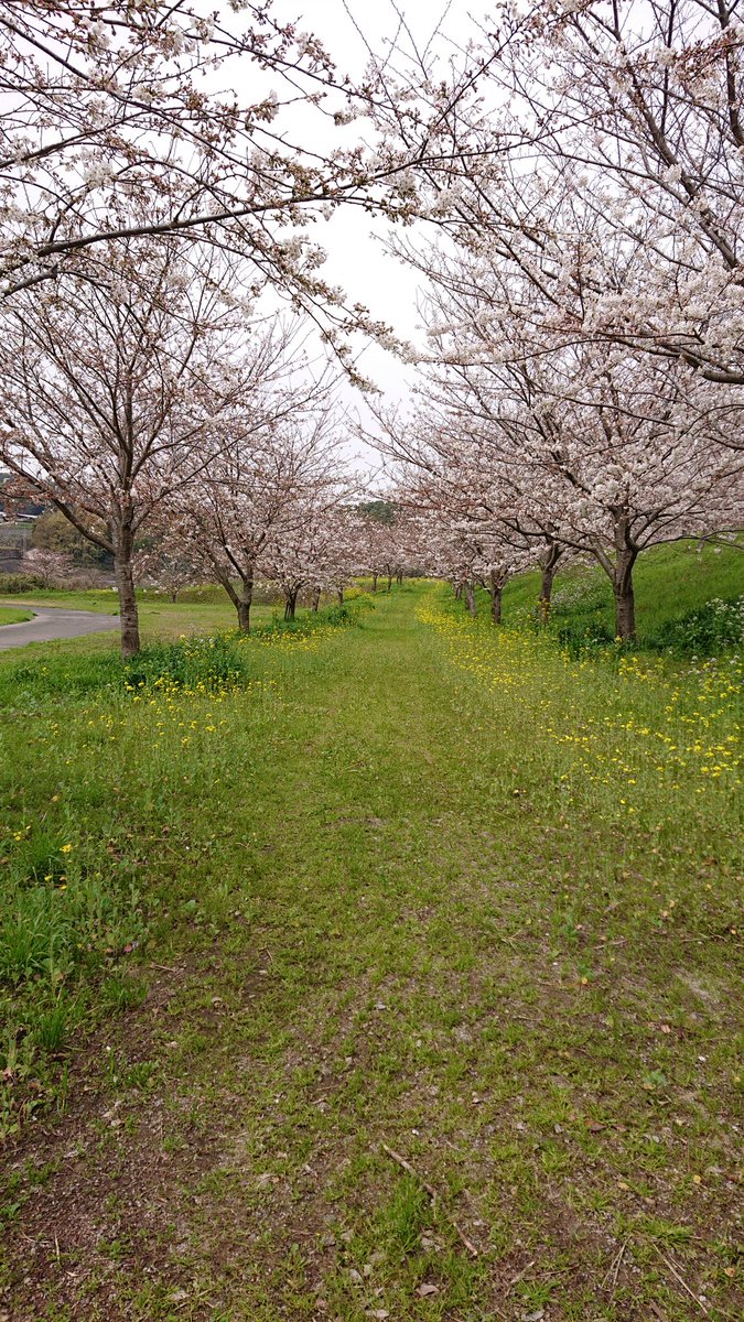 しまばら火張山公園でピクニック。自分的に最高の花見ロケーション。