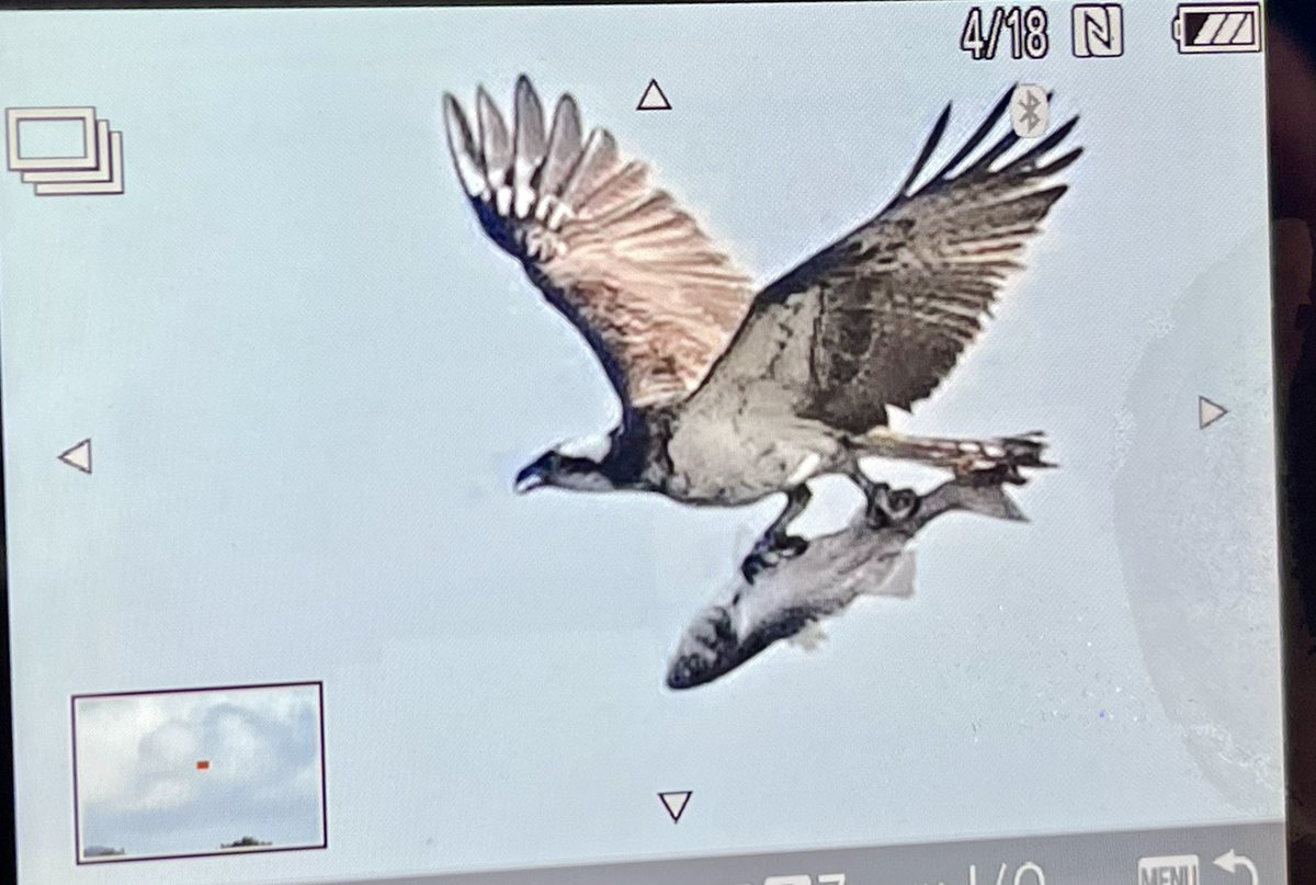 Beaky with breakfast and maybe lunch too looking at the size of the fish! @harbourbirds @DorsetBirdClub @SightingDOR @DorsetWildlife @RSPBDorset @rspb #Osprey #breakfast #SaturdayMorning