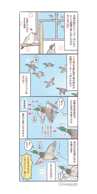 昨日の文鳥の群れにリーダーがいないという話で思い出したけれど、カモなどの渡り鳥のV字編成の頂点がリーダーではないと知ったときに鳥のコミュニケーション能力すごいと思った件
#文鳥 
#4コマ漫画 