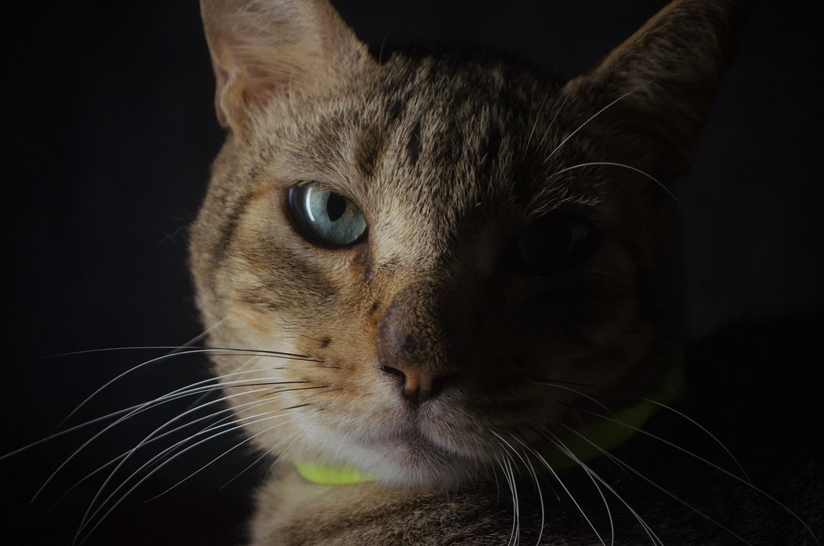 Orlloc_'s tweet photo. 📸🐱 https://t.co/vi60fB3Vwr