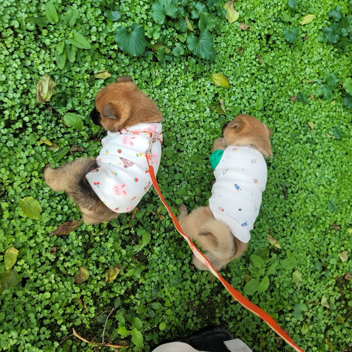 뭉치 쏠티 만난 기념.. 
쏠티 처음 줄 연습 했던 날 !!
주위에 울타리도 있고 뭉치는 잘 돌아다녀서 풀어놓은거에용
아ㅜ진짜 작았다🥹🥹🥹 다들 너무 잘 커주었따..
나 감동돼..