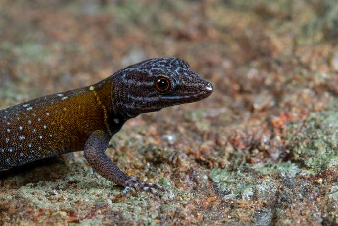 New Gecko species named after Van Gogh. Researchers inspired by coloration reminiscent of Van Gogh's The Starry Night sciencespacerobots.com/gecko-van-gogh…