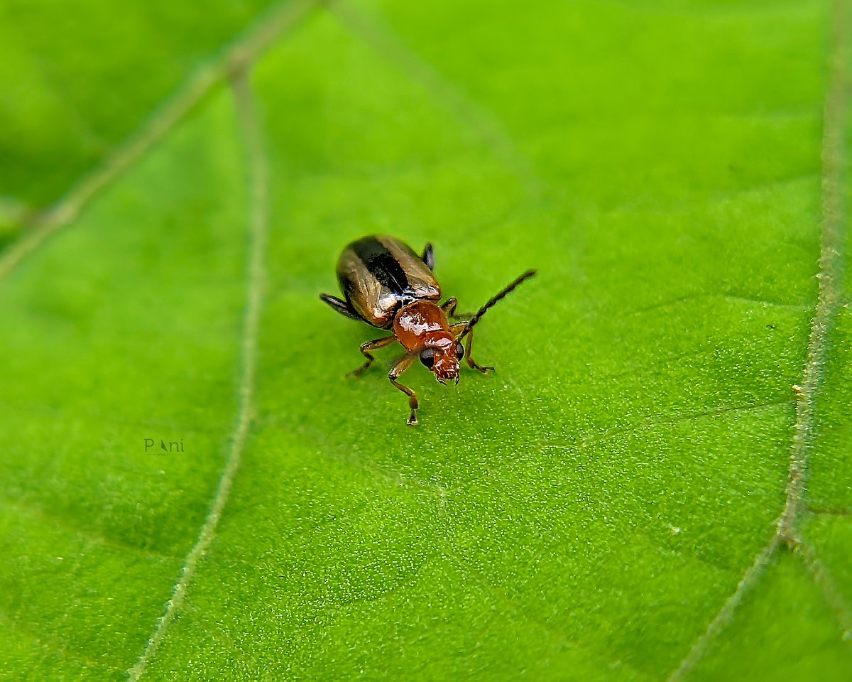 Flea Beetle Active jumpers: Their enlarged hind legs enable them to jump long distances relative to their size, allowing them to escape predators and navigate their environment. @IndiAves @Avibase #fleabeetle #insects #entomology #agriculture #pestcontrol #arthropods