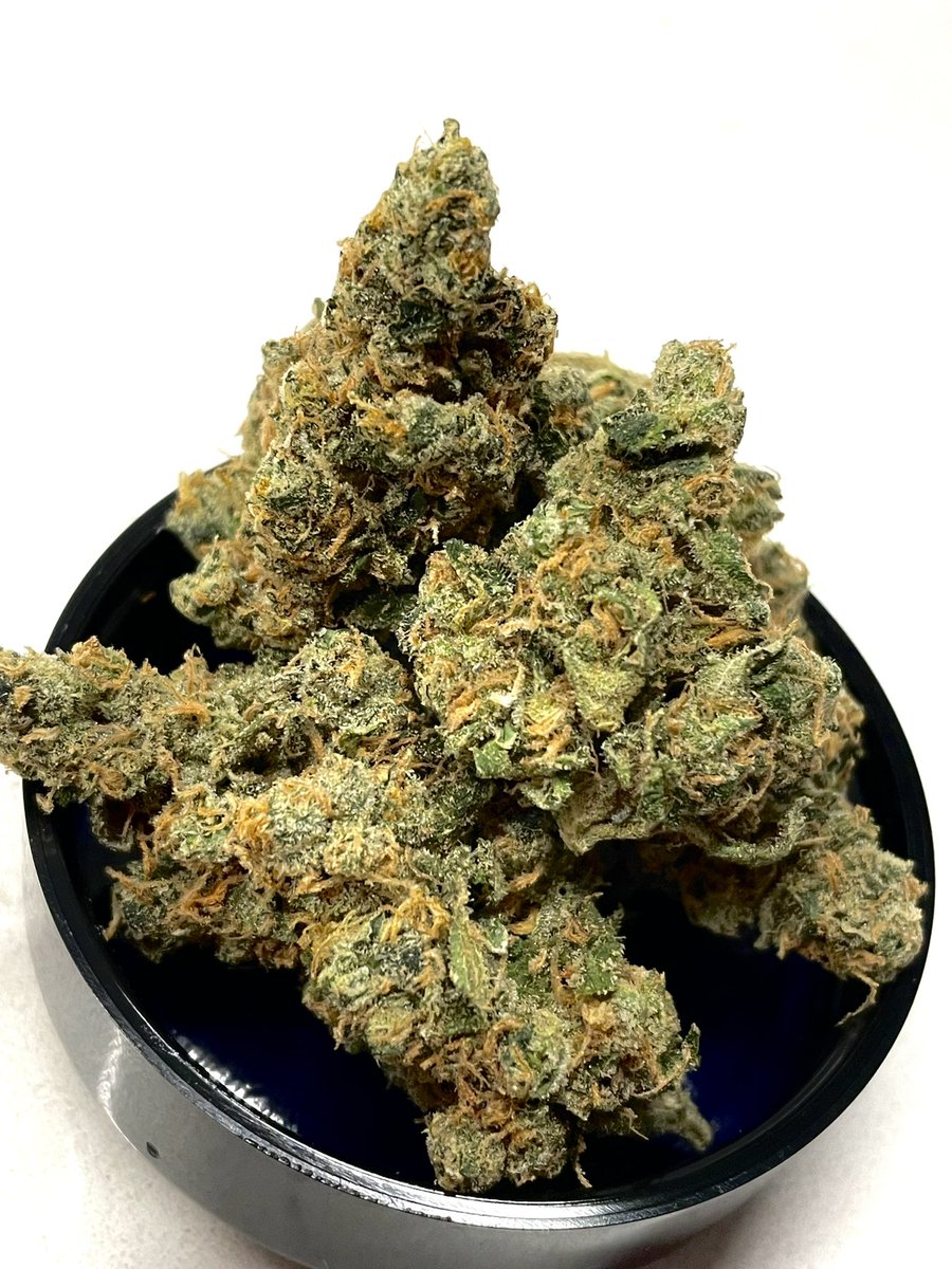 terphuntersla's tweet image. Grandi Tang 🍪🍊(Double Plantinum Cookies x Tangie) Cultivated by #grandifloragenetics