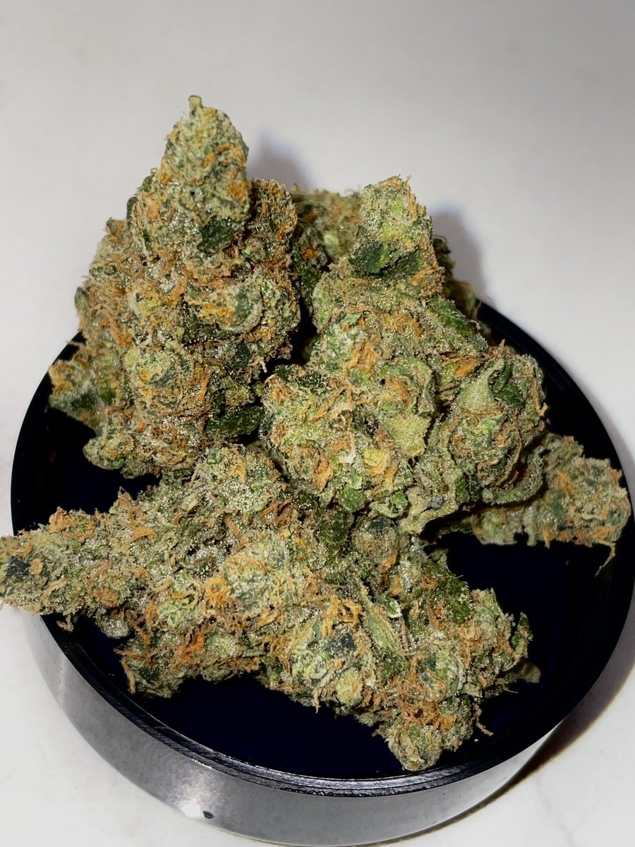 terphuntersla's tweet image. Grandi Tang 🍪🍊(Double Plantinum Cookies x Tangie) Cultivated by #grandifloragenetics