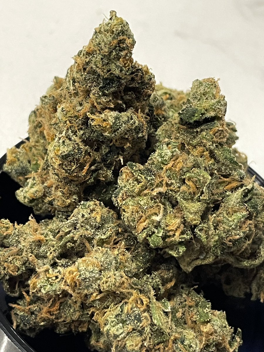 terphuntersla's tweet image. Grandi Tang 🍪🍊(Double Plantinum Cookies x Tangie) Cultivated by #grandifloragenetics