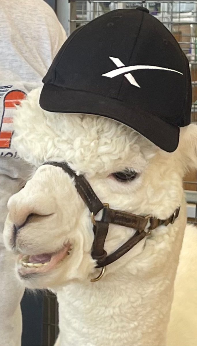 StingerNSW's tweet image. A happy Alpaca with a #SpaceX cap 🤣 #EasterShow #MyShow