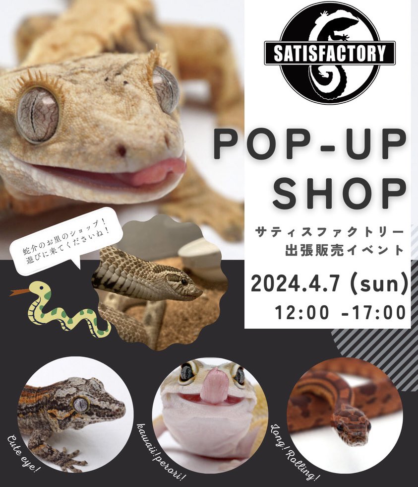 LIRIO20171208's tweet photo. POP-UP SHOP🐍❤️

大阪から
@Satisfactory328 
サティスファクトリーさんの
LIRIO出張イベントが開催されます✨✨

2024.4.7 (sun)
12:00 -17:00

爬虫類初心者さんにもピッタリの飼いやすい子たちもやってきますよー🐍❤️
お気軽にに遊びに来てくださいね！ https://t.co/vjxLOoKKc3