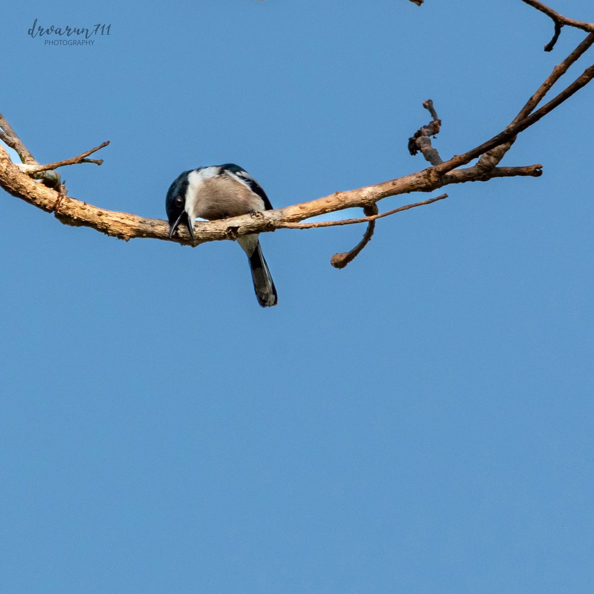 Bird with some drama #IndiAves #birdwatching @NatGeoIndia #birding #BirDereceHak #Nikon #TwitterNatureCommunity #birdsphotography #BirdsOfTwitter #BirdTwitter @NatGeoPhotos #NaturePhotograhpy #ThePhotoHour @DEFCCOfficial @BNHSIndia Bar-winged flycatcher shrike