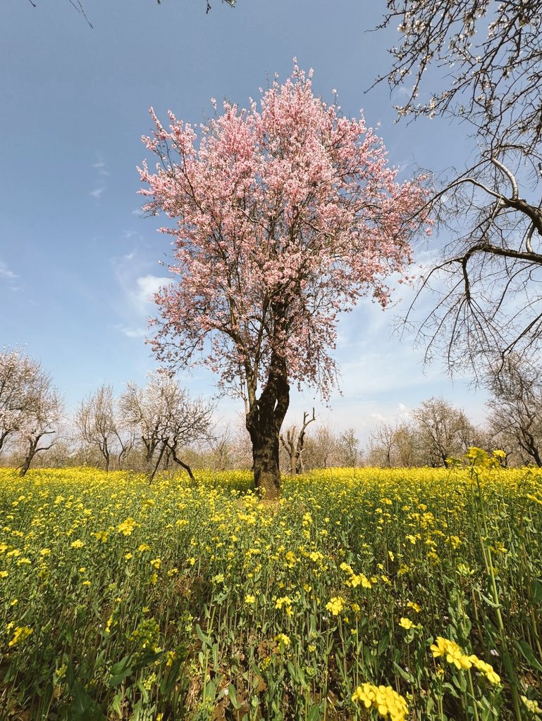 AadeelYaqoob's tweet image. Woh Mery Bure Waqt Mai Mera Sath Dete Rahe.
Mery Aache Waqt Ki Haqdar Sirf Wohi Hogi.
#spring #prespective #kashmir
#thepassion