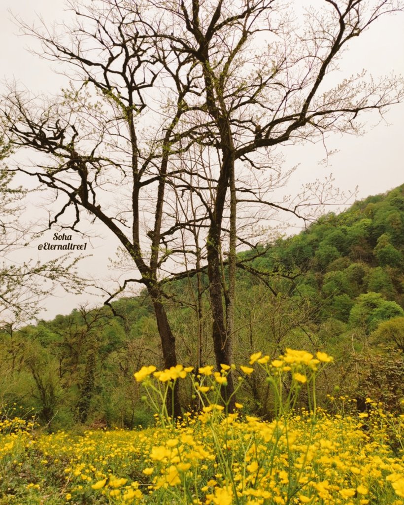 AadeelYaqoob's tweet image. Woh Mery Bure Waqt Mai Mera Sath Dete Rahe.
Mery Aache Waqt Ki Haqdar Sirf Wohi Hogi.
#spring #prespective #kashmir
#thepassion