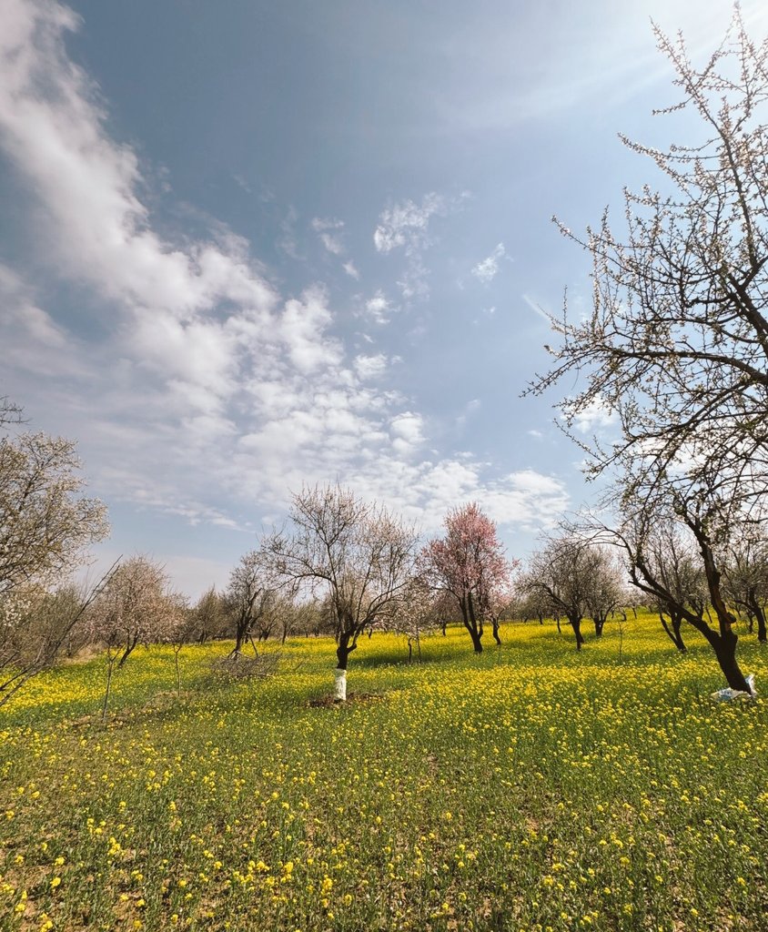 AadeelYaqoob's tweet image. Woh Mery Bure Waqt Mai Mera Sath Dete Rahe.
Mery Aache Waqt Ki Haqdar Sirf Wohi Hogi.
#spring #prespective #kashmir
#thepassion