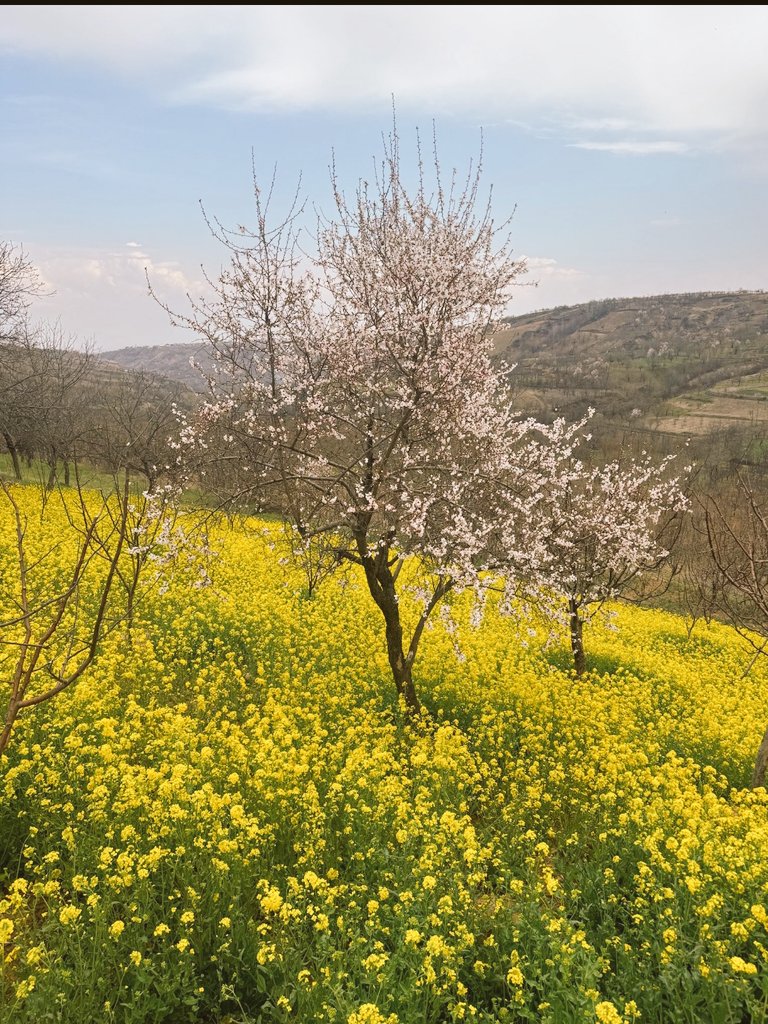 AadeelYaqoob's tweet image. Woh Mery Bure Waqt Mai Mera Sath Dete Rahe.
Mery Aache Waqt Ki Haqdar Sirf Wohi Hogi.
#spring #prespective #kashmir
#thepassion