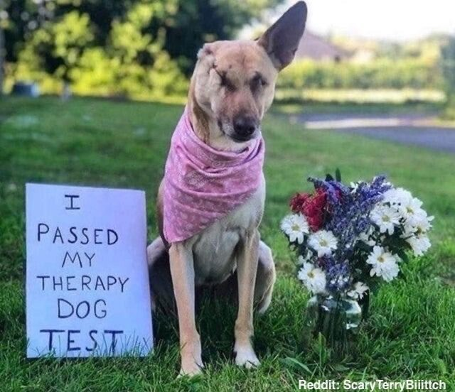 @MasterxGogo Found shot 17 times, ear cut off, pregnant, blind and living on the streets. Now she’s a therapy dog, not to mention a certified survivor. ❤️