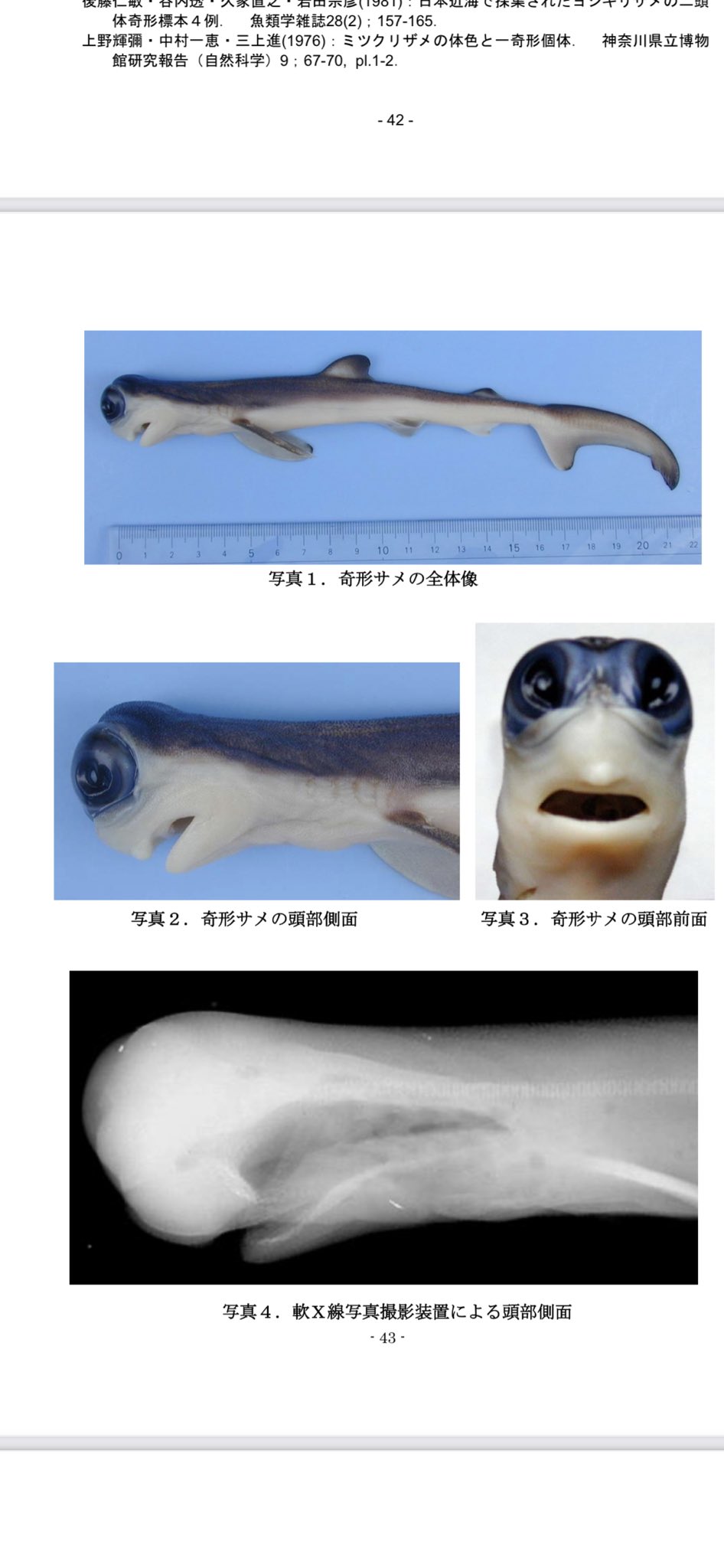 ティーダナガウニモドキ 殻 ティーダナガウニモドキ有棘標本