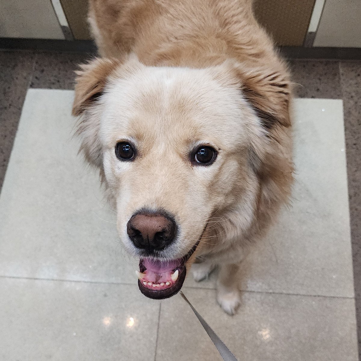 콩땅이 근황..
나무울타리에 난리부르스이슈로 
얼굴다까짐 😬