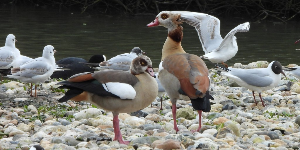 Egyptian geese introduced to the UK in the 17th century. Egyptian geese began breeding in Sussex in 2000 and we usually see a pair each spring. See our sightings page for more wildlife: ow.ly/l0ko50R4ZNo