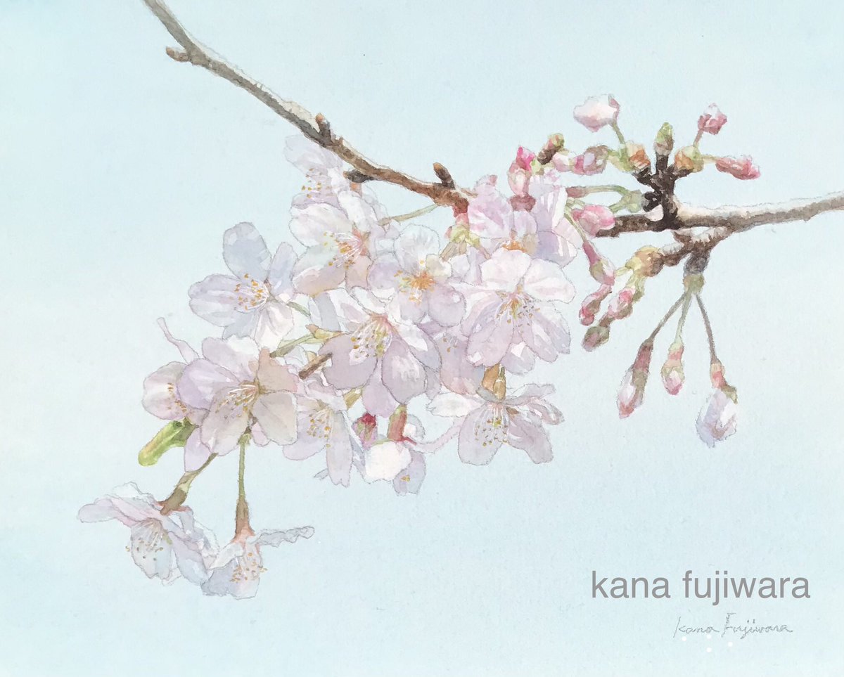 桜
#watercolor #watercolorpainting #水彩画 #透明水彩 #花