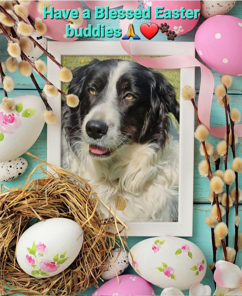 Hi Buddies 👊 Geez I miss you 😫 I have to rely on M to update you & she's been all over the place mentally, emotionally & physically 🙄. Buddies, I love you 🥰 Have a Blessed Easter weekend 🙏 You will all be in our thoughts and prayers 🤗❤️🚜🐕🐾 #dogsoftwitter #easter2024