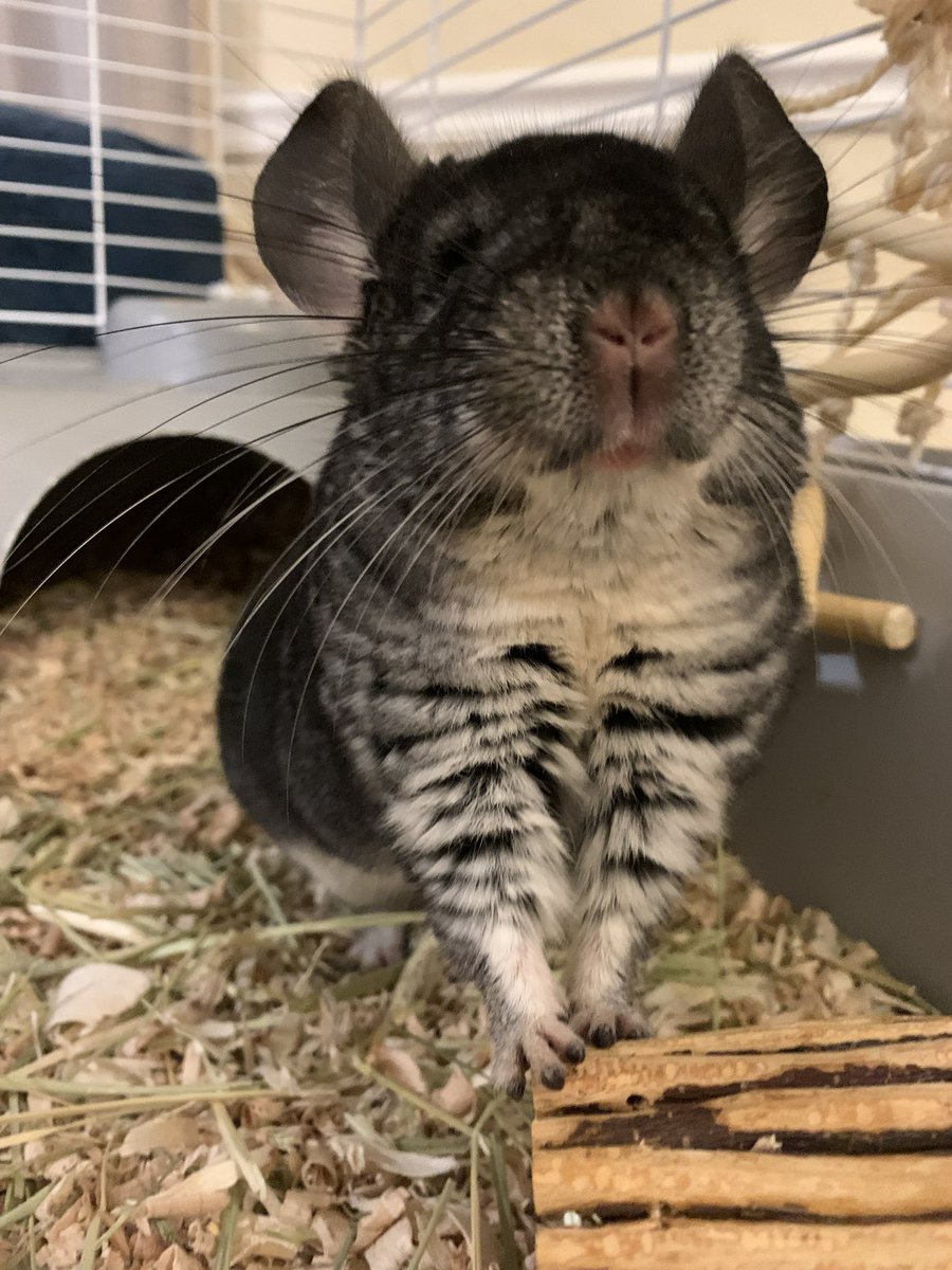 OverLordBou tweet media