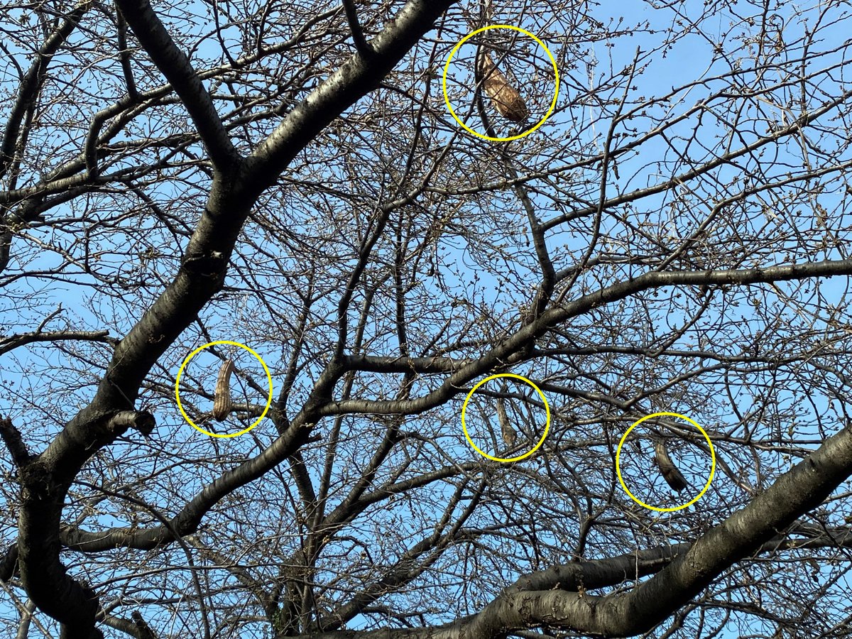 「先日の嵐で桜の木にヘチマがなる怪奇現象… 」|石田和明のイラスト