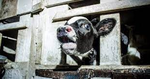 To speak against #veganism is to encourage cruelty. #EndSpeciesism