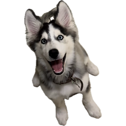 JoseangelSaRa's tweet photo. Amigos, neta que como amo al Draco 🐺🫶🏻 https://t.co/27j0R7WI1d